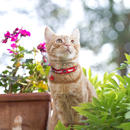 6pcs/set Reflective Nylon Kitten Cat Puppy Dog